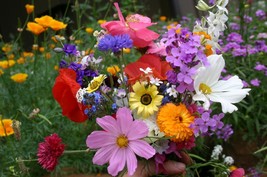 Cascade Kaleidoscope Wildflower Mix, 35 Species, Annuals &amp; Perennials, FREE SHIP - £1.30 GBP+