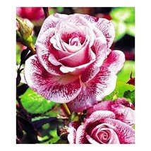 Red white roses seeds -meteor shower roses seeds - 20 seeds - code 536 - £4.71 GBP