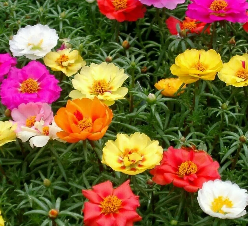 Moss Rose Seeds 500 Portulaca Double Mix Annual Flower Garden USA Seller - £6.51 GBP