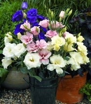 20 Of PURPLE, PINK AND WHITE MIX LISIANTHUS FLOWER SEEDS  - LONG LASTING... - $9.99