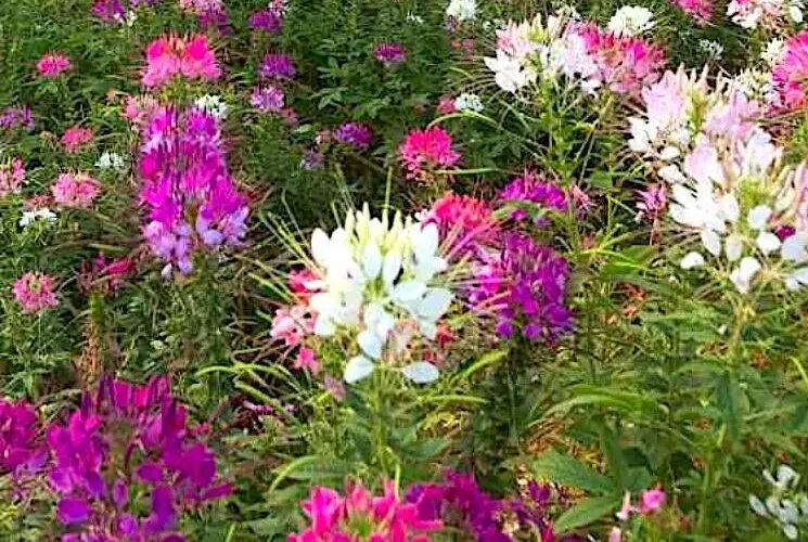 25 Seeds Cleome Queen Mix - $9.63