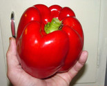 10 Seeds Giant Red Bell Pepper Seeds Sweet Heirloom Organic Non Gmo Fres... - $8.99