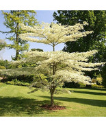 Cornus Controversa Giant Dogwood Tree Showy Creamy White Flowers Bulk Seeds - €21,64 EUR Cornus Controversa Giant Dogwood Tree Showy Creamy White Flowers Bulk Seeds - €21,64 EUR