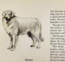 Kuvasz 1939 Dog Breed Art Ole Larsen Color Plate Print Hungarian Sheep P... - $29.99