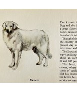 Kuvasz 1939 Dog Breed Art Ole Larsen Color Plate Print Hungarian Sheep P... - $29.99