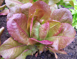 ROUGE D&#39;HIVER LETTUCE SEEDS 600  FRENCH ROMAINE VEGETABLE NON GMO  - £9.07 GBP