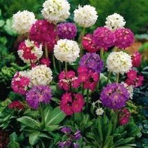 25 Of Primula Denticulata Ronsdorf Mix Flower Seeds - Perennial - £7.79 GBP