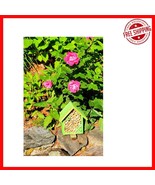 Forest Green Bee Hotel - Safe Habitat for Solitary Bees to Enhance Your ... - $57.41