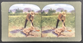 Antique c1900s TW Ingersoll Stereograph #434 Skinning a Prong Horn Buck Hunting - £7.46 GBP