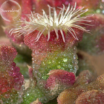 Heirloom Interesting Mesembryanthemum Crystallinum Succulent Plant 10 Seeds Cact - £5.52 GBP