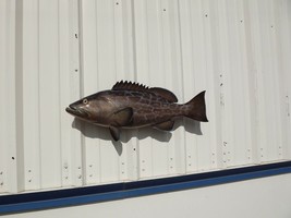 32&quot; Black Grouper Two Sided Fish Mount Replica - Quick Production - £238.01 GBP