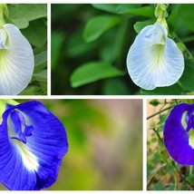 Clitoria Ternatea Single Blue And White Mix 10 Seeds - $21.48