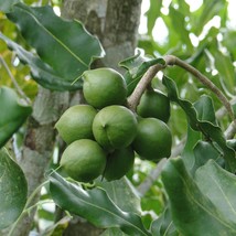 Tropical Seeds Macadamia Nut Tree 5 Seeds Valued Tree Container Or Standard Fres - £16.47 GBP