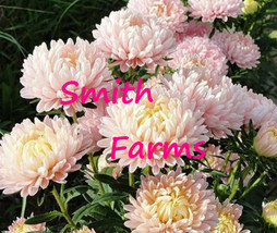 AD 25 Seeds Duchess Peony Apricot Aster Flowers Home Garden - $249.91 MXN