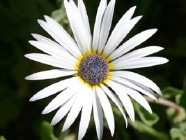 Grow 40 Artotis White African Daisy Flower Seeds Long Lasting Annual - £7.18 GBP