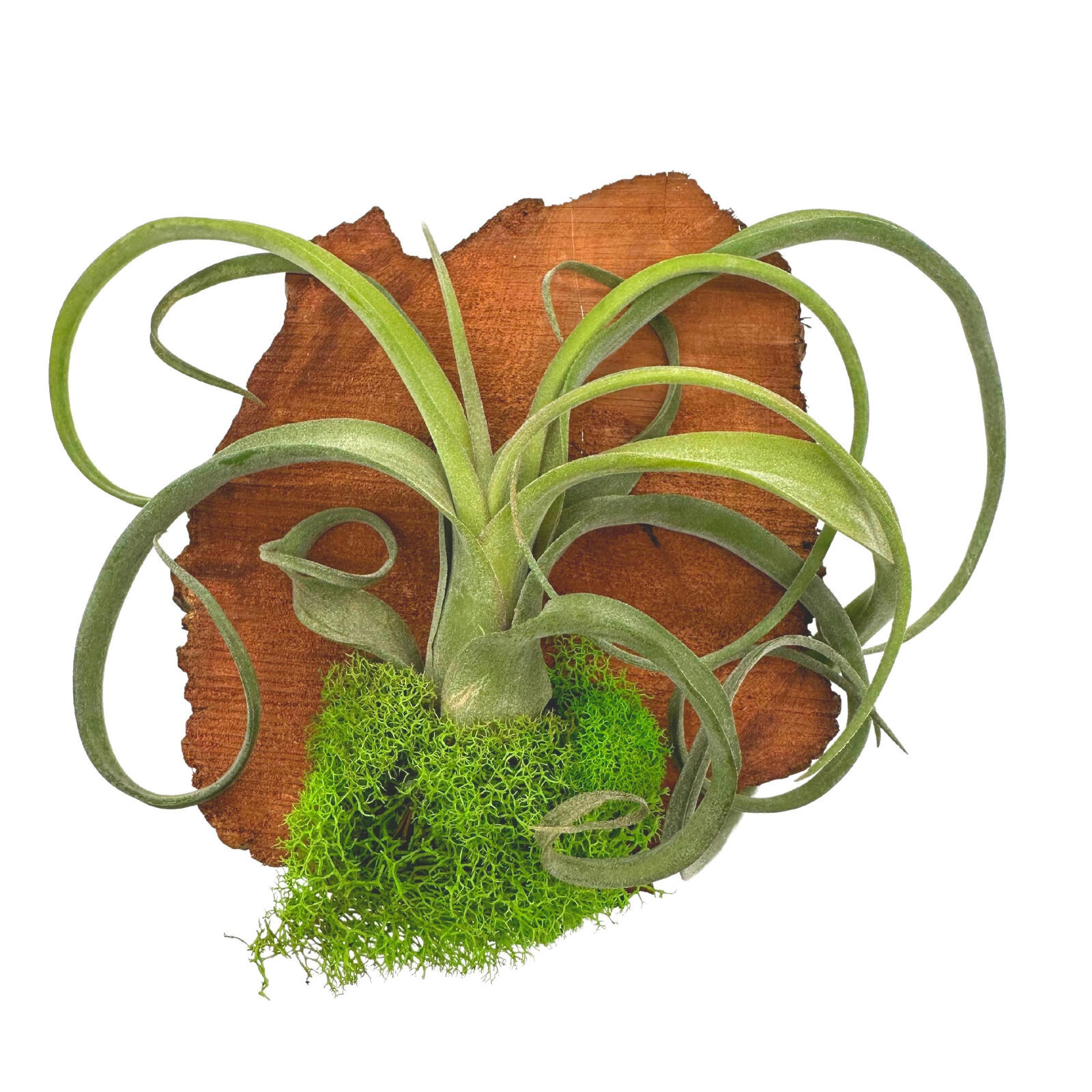 Small Tillandsia Wall Hanger Mounted and Planted on Cedar Wood - $14.89