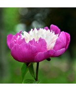 PSA Peony Gay Paree Plant Division Flower Fast Growing - $963.06 MXN
