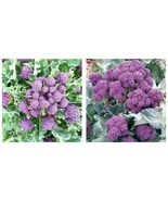 Purple Broccoli Seeds Burgundy Sprouting Broccoli Cold Hardy veggies 400... - £13.36 GBP