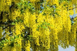 CLK Golden Chain Tree {Laburnum alpinum} 20 seeds! US US seed - €2,98 EUR