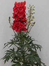 Giant Red Delphinium Flower Seeds Perennial - $9.94