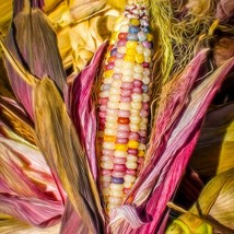 Rare Aztec Rainbow Corn Seeds (10) - Grow Your Own Colorful Maize, Ideal for Hom - £5.11 GBP