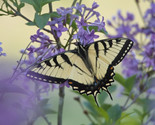 77c0 202304185973swallowtail5x7bp thumb155 crop