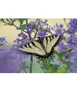 Lilac and Tiger by Allena Yates, photo print - £35.97 GBP+