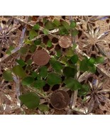 40+ Pieces ~ Genuine Lake Erie Beach Glass ~ Surf Tumbled ~ Green in Col... - $550.32 MXN