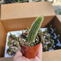 Golden Rattail Cactus | Cleistocactus winteri | 2in pot - $166.62 MXN