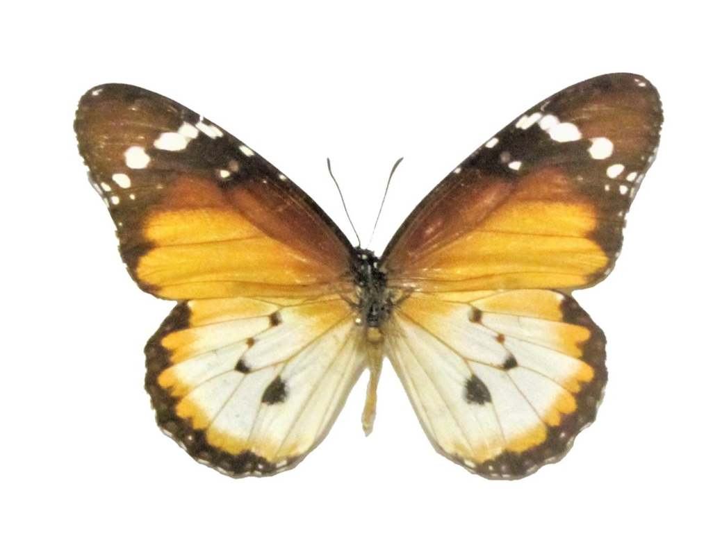 One real Danaus chrysippus aegyties butterfly, Dried, UNMOUNTED, WINGS C... - $8.00