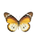 One real Danaus chrysippus aegyties butterfly, Dried, UNMOUNTED, WINGS CLOSED, p - $8.00