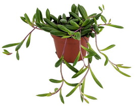 Othonna capensis String of Rubies  Easy to Grow Succulent Plant 2 pack 2&quot; - £48.03 GBP