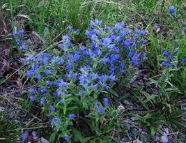 Viper&#39;S Bugloss- Echium- Blue- 50 Seeds Fresh Garden Usa Seller - $6.80