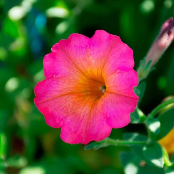 Fresh New Petunia Rose 15 Flower Seeds - £10.19 GBP