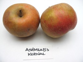 Ashmead&#39;s Kernel Apple Tree 1 year old, Bare root, January-April - £89.70 GBP