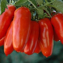 San Marzano Tomato Seeds 20 Seeds Gardening USA SELLER - £13.41 GBP