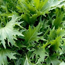 USA Seller Mizuna Mustard Greens Seeds Water Green Kyona Brassica Rapa Niposinic - $13.95