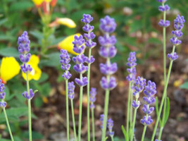 175 Seeds! Lavender Vera True English Herb - £9.04 GBP