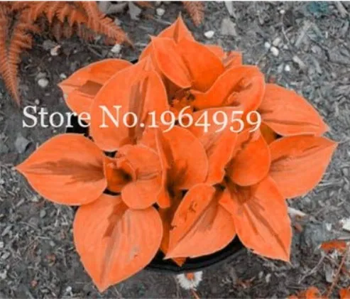 100 Pcs/Bag Beautiful Hosta Bonsai Plants, Perennials Lily Flower Shade - $8.99