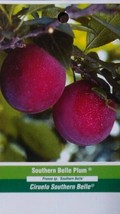 Southern Belle Plum 4-6 Ft Fruit Tree Plant Sweet Juicy Plums Trees Plants - £110.10 GBP