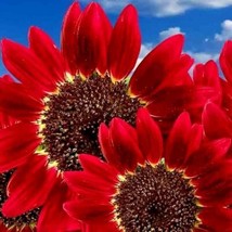 50 SEEDS RED SUN RARE SUNFLOWER GROW QUICK HEIRLOOM SEEDS EXCEL - $8.35