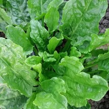 Organic French Sorrel New Fresh Seeds - £7.15 GBP