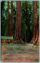 Big Red Cedar of Pacific Coast Settler&#39;s Cabin WG Macfarlane UNP DB Postcard H1 - £7.79 GBP
