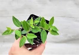 Peperomia Funky Frog Beetle  in 3&quot; pot - $22.00