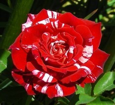 10 Bright Red White Rose Seeds Flower Bush Perennial Bloom Shrub Flowering - £7.75 GBP