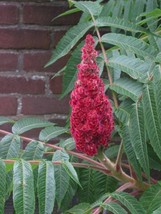 50 Staghorn Sumac Tree Rhus Typhina Yellow Flowers Red Berries Seeds - £13.58 GBP