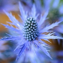 Sea Holly Blue Eryngium Planum Flower Seeds Organic Fresh Garden USA Shipping - $9.50