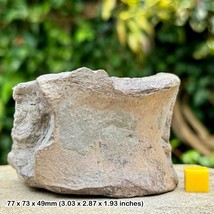 Rare Plesiosaur Vertebra Fossil, Oxford Clay: Orton, Peterborough, UK - - $191.69