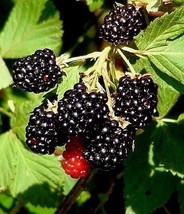 4 Live Plant Wild Southern Blackberry Edible Fruit Bush Rubus Fruticosus Bramble - £23.72 GBP