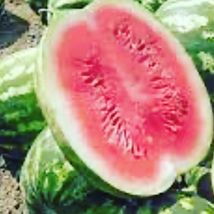 10 Seeds Watermelon Peacock Improved Non-GMO | Fresh Garden Seeds - £8.59 GBP